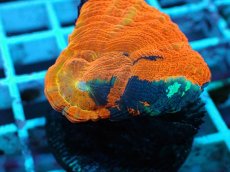 画像2: No.37 オーストラリア産 スコリミア ボルケーノ・アイランド (2)