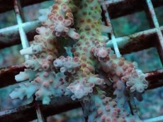 画像2: No.80 オーストラリア産 浅場ミドリイシ (2)