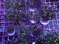 画像2: No.1 ブラックトーチ  １個体 (2)