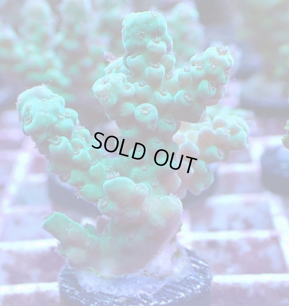 画像1: No.5 フィジー産 カドエダミドリイシ (1)