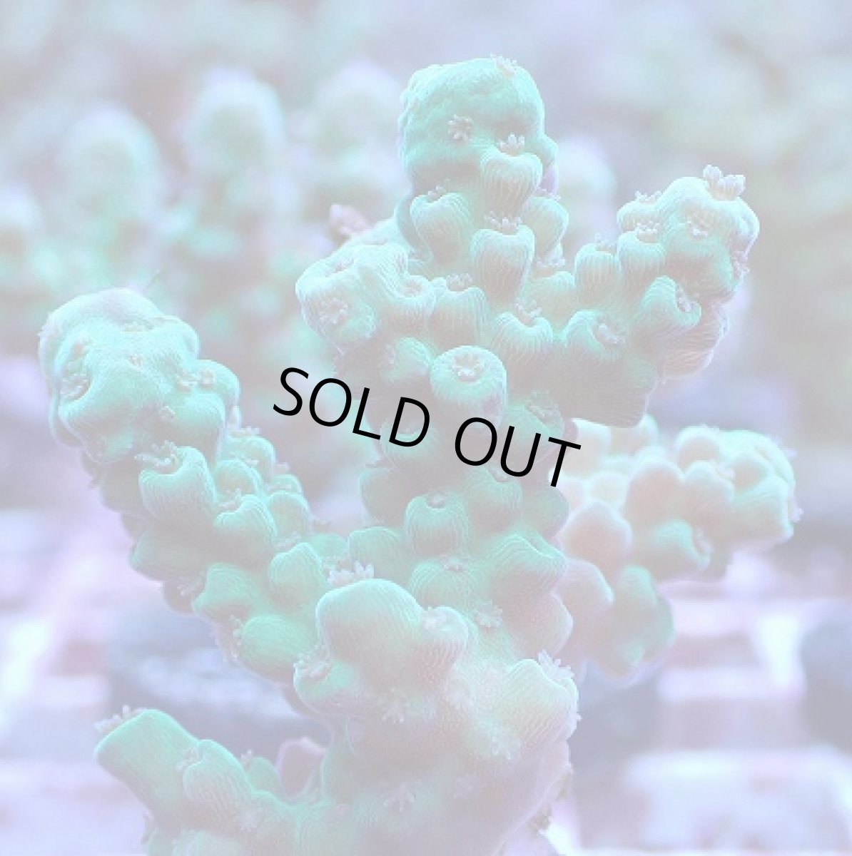 画像2: No.5 フィジー産 カドエダミドリイシ (2)