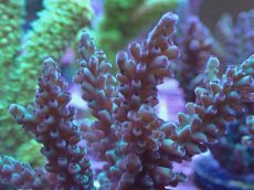 画像2: No.7 フィジー産 浅場ミドリイシ (2)