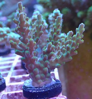 オオバナサンゴ　スーパーメタリックグリーンマルチ とっても綺麗でカラフルなオオバナマルチ入荷 | コーラルラボ