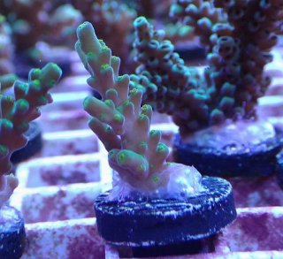 ライブロック ミックスザイズ を買うならアクアスタイルユー 海水魚