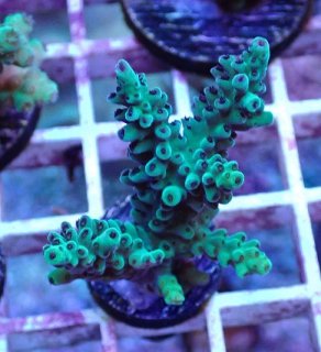 No.8 カクオオトゲキクメイシを買うならアクアスタイルユー 大阪の