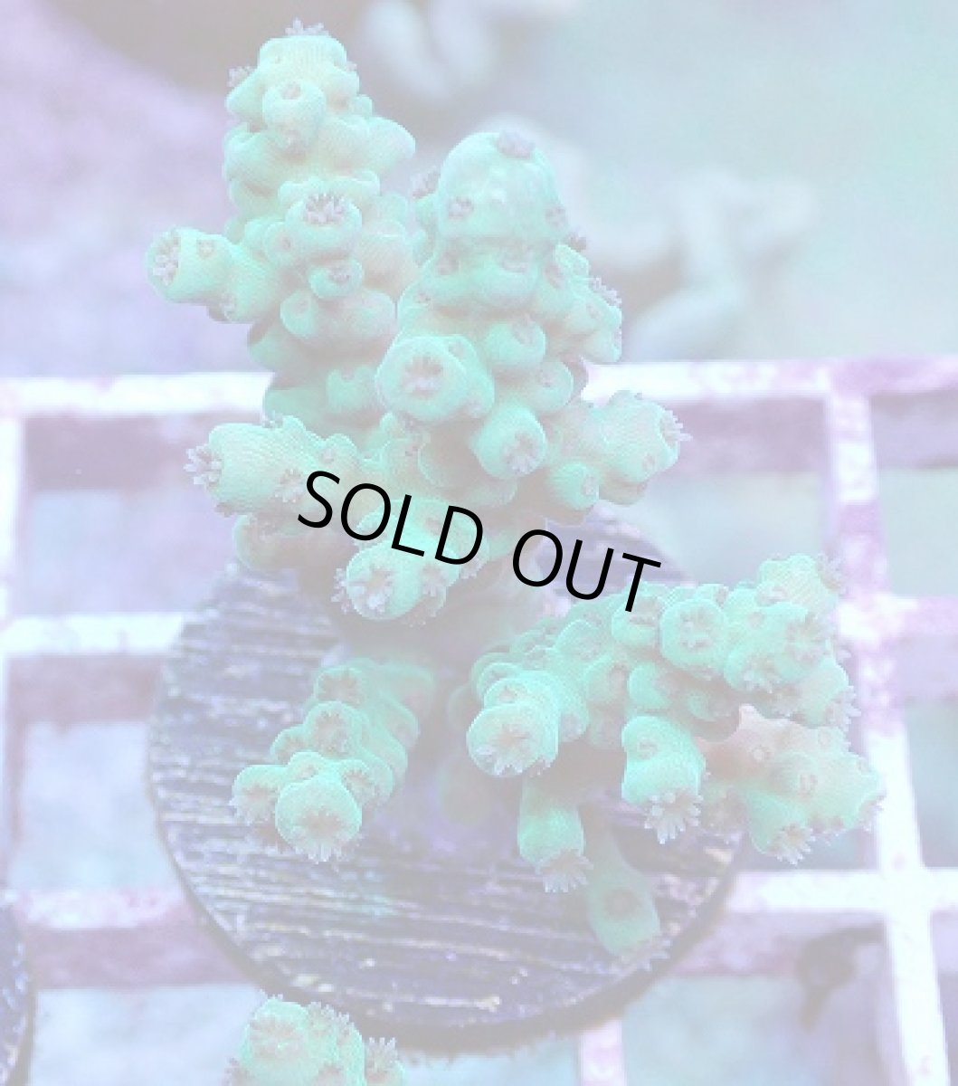 画像2: No.23 フィジー産 カドエダミドリイシ (2)