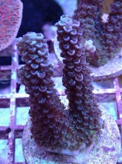 ヒメマツミドリイシ【フラグ】 01 No.82 フィジー産 ヒメマツミドリイシ SPS ハードコーラル サンゴ ヒメ