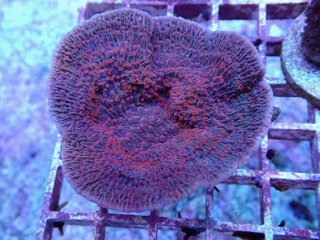 ウスコモンサンゴ　レッド　2つセット ウスコモンサンゴ レッド 2つセット その他