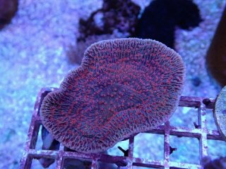 No.2 オーストラリア産 ディスクコーラル レッドを買うならアクア