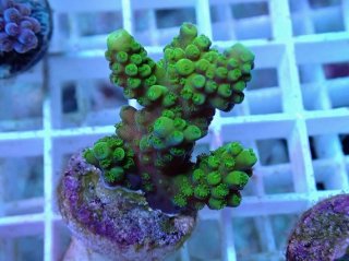 ☆　イッコ様│ クリーム３、　サンプロ イッセイ ミヤケ アイズから、セルとメタルの異素材を組み合わせ