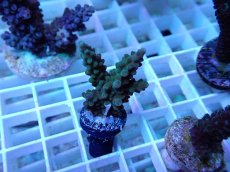 画像2: No.40 浅場ミドリイシ (2)
