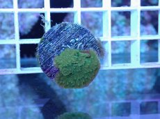 画像1: No.44 ウスコモンサンゴ (1)