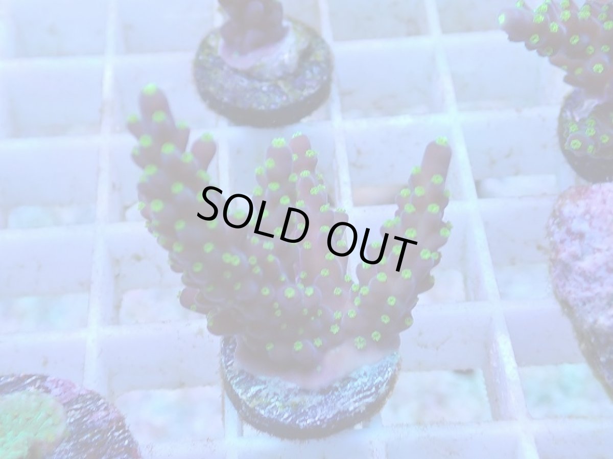 画像1: No.55 フィジー産 スゲミドリイシ (1)