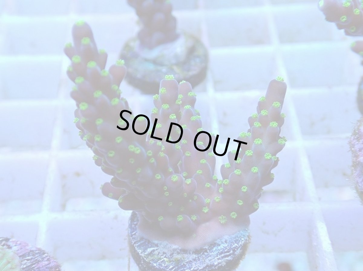 画像2: No.55 フィジー産 スゲミドリイシ (2)