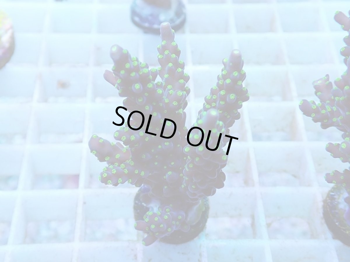 画像1: No.57 フィジー産 スゲミドリイシ (1)