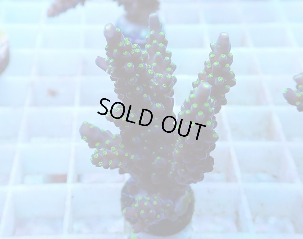 画像2: No.57 フィジー産 スゲミドリイシ (2)