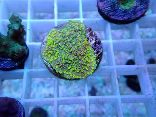 サンゴ育成LED照明 SPECTRA スペクトラ SP200 - AQUASTYLE YOU（アクア