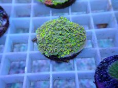 画像1: No.61 CE Monti Cap Grafted Sunfire (1)