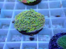 画像2: No.61 CE Monti Cap Grafted Sunfire (2)