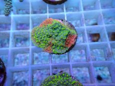 画像1: No.62 CE Monti Cap Grafted Sunfire (1)