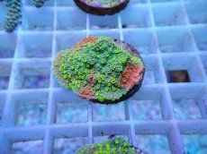 画像2: No.62 CE Monti Cap Grafted Sunfire (2)