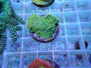 No.22 オーストラリア産 スコリミア Warpaintを買うならアクアスタイル