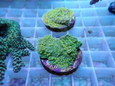 画像2: No.63 CE Monti Cap Grafted Sunfire (2)