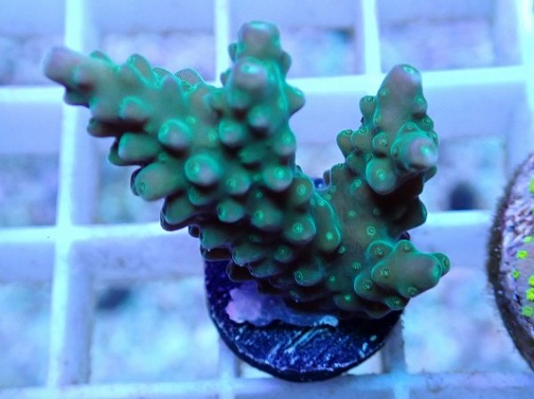 No.23　フィジー産　ツツユビミドリイシ No.23 フィジー産 ツツユビミドリイシ