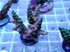 画像2: No.70 浅場ミドリイシ (2)