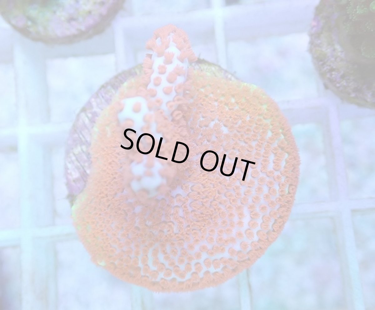 画像1: No.79 CE産 エダコモンサンゴ (1)