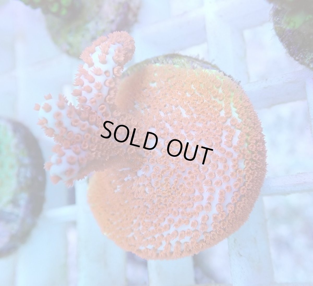 画像2: No.79 CE産 エダコモンサンゴ (2)