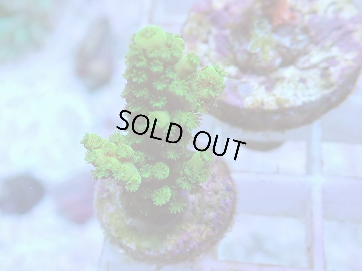 画像1: No.82 フィジー産 ツツユビミドリイシ (1)