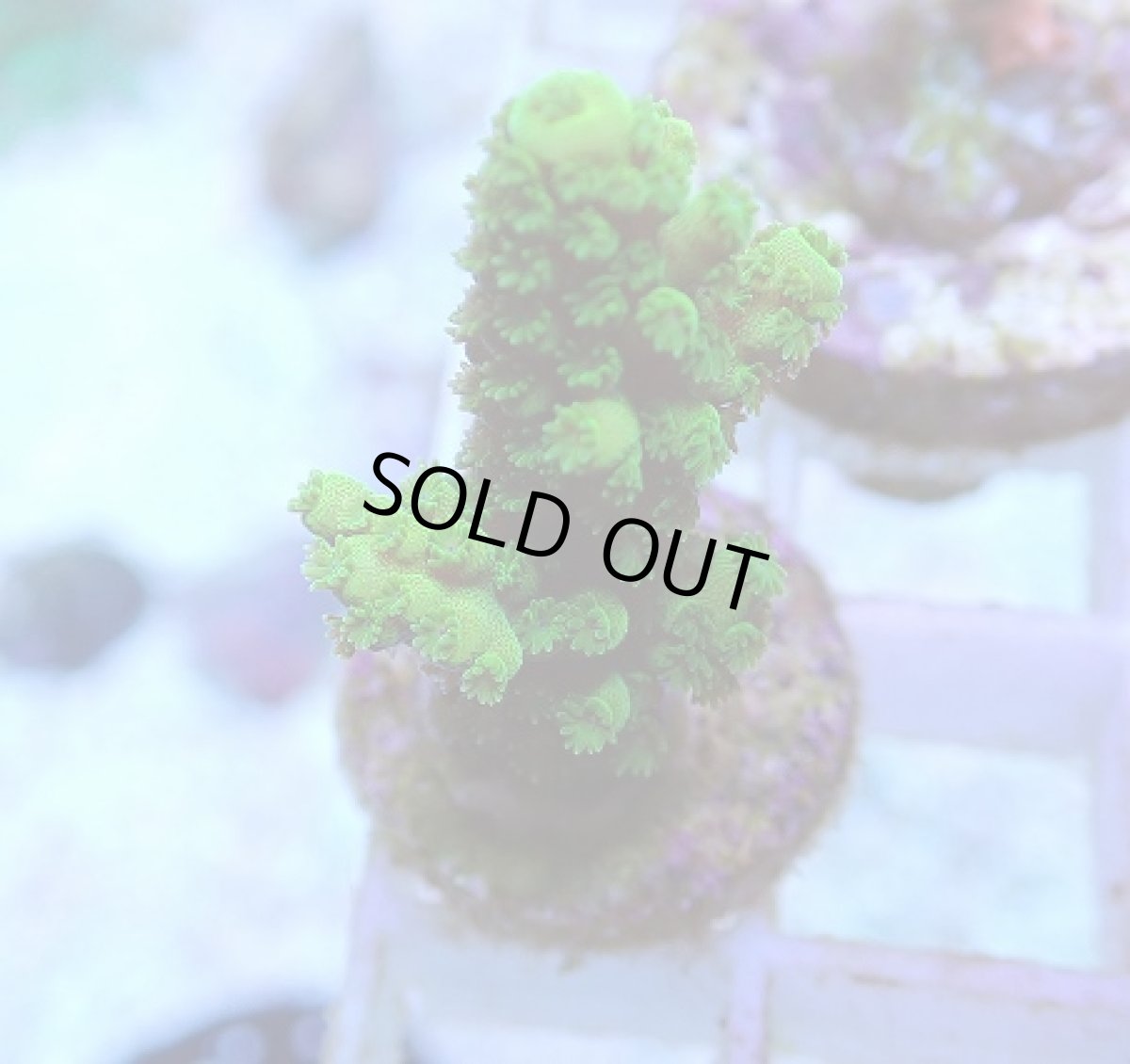 画像2: No.82 フィジー産 ツツユビミドリイシ (2)