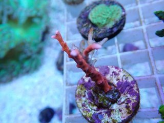 カミハタネオアーム バイタルウェーブ UVA370 5W 放熱フィン付きライト