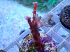 画像2: No.84 CE Anacropora TNT (2)