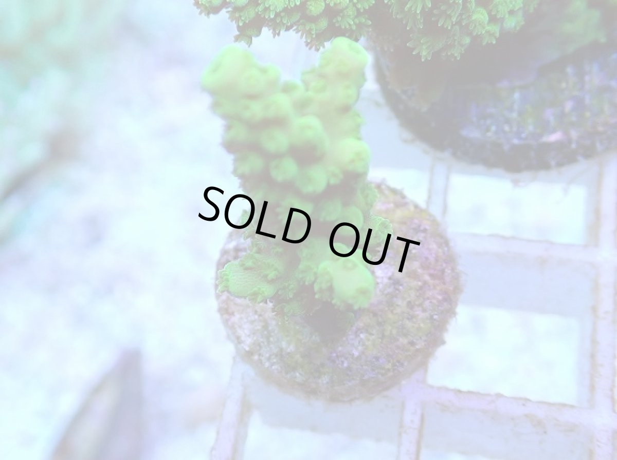 画像1: No.89 フィジー産 ツツユビミドリイシ (1)