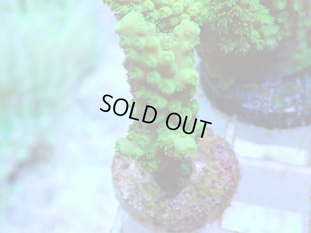 画像2: No.89 フィジー産 ツツユビミドリイシ (2)