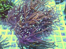 画像2: No.1 ゴールドトーチ 24K  (2)