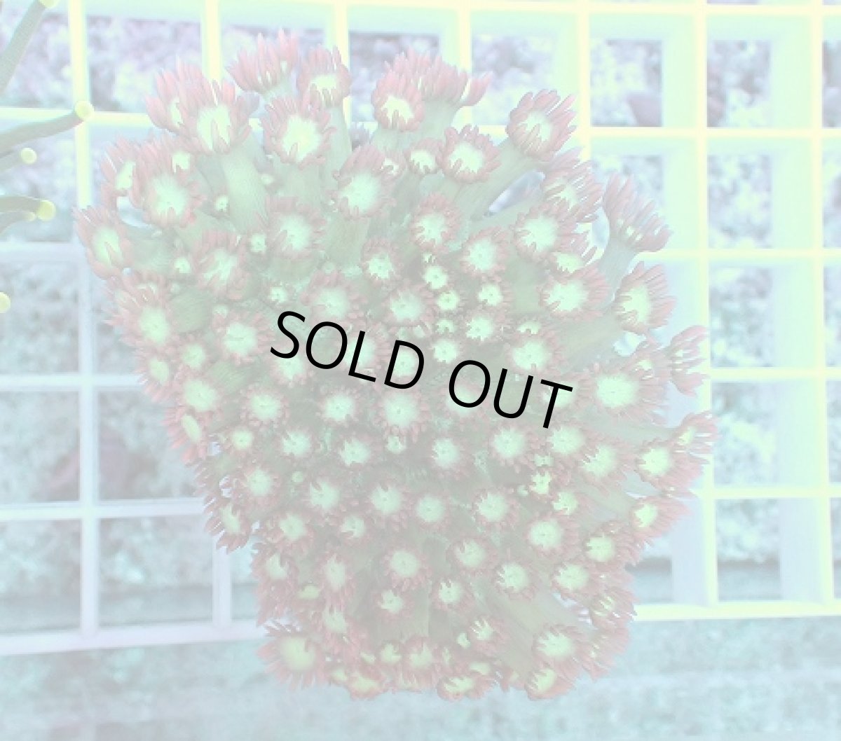 画像1: No.1 ハナガササンゴ　レッドチップ (1)