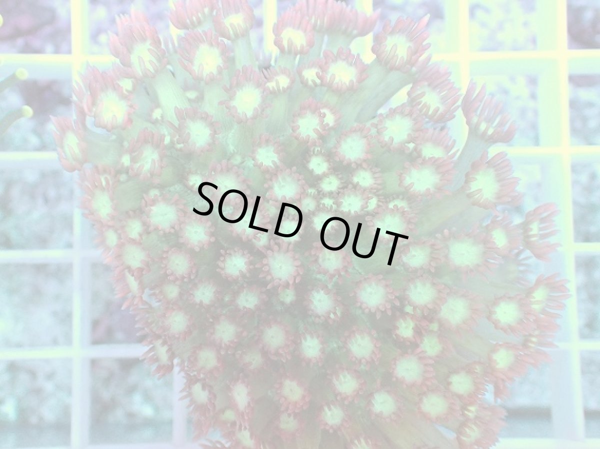 画像2: No.1 ハナガササンゴ　レッドチップ (2)