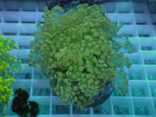 『Be Cool』　J２９　タコアシサンゴ（3個体付き） Yahoo!オークション -「タコアシサンゴ」(海水魚) (熱帯魚)の落札相場