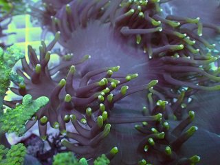 アクアスタイルユー（AQUASTYLEYOU）｜海水魚・サンゴの通販 販売