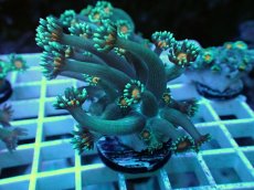 画像2: No.4 ハナガササンゴ オレンジコア (2)