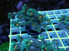 画像2: No.16 ハナガササンゴ オレンジコア (2)