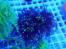 画像1: No.34 ブラックトーチ  (1)