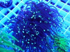 画像2: No.34 ブラックトーチ  (2)