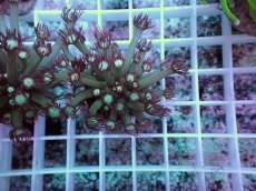 画像1: No.2 ハナガササンゴ レッドチップカラー (1)