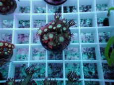 画像1: No.3 ハナガササンゴ レッドチップカラー (1)