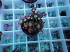 画像2: No.3 ハナガササンゴ レッドチップカラー (2)