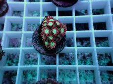 画像1: No.4 ハナガササンゴ レッドチップカラー (1)